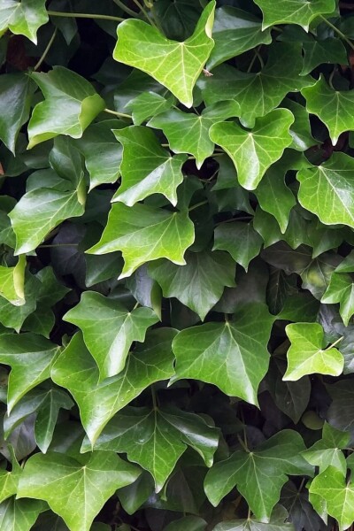 Lierre d'Irlande Hedera Hibernica P9 5-10 cm