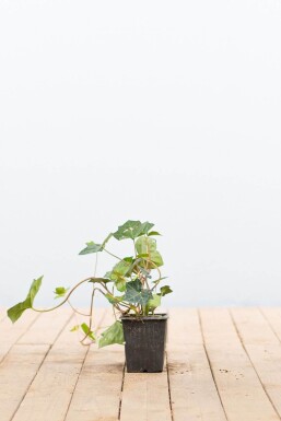 Efeu / Irischer Efeu Hedera Hibernica P9 5-10 cm
