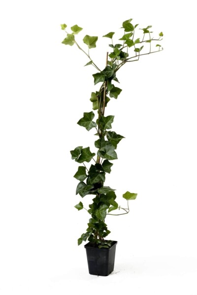 Lierre d'Irlande Hedera Hibernica P9 40-60 cm