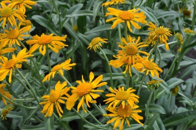 Helenium hoopesii