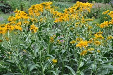 Helenium hoopesii