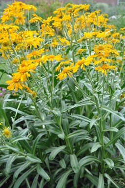 Helenium hoopesii