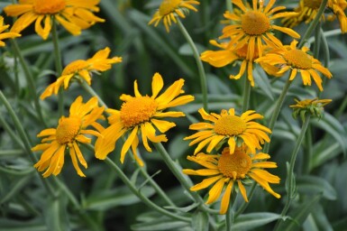 Helenium hoopesii