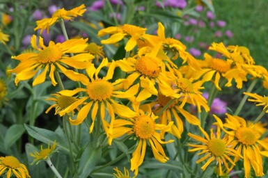 Helenium hoopesii