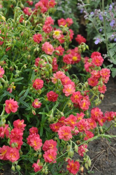 Helianthemum 'Amabile Plenum' Helianthemum 'Amabile Plenum'