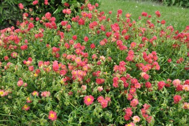 Helianthemum 'Amabile Plenum'