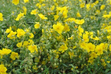 Helianthemum 'Golden Queen'