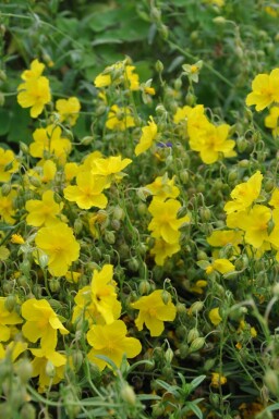 Helianthemum 'Golden Queen'