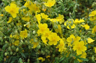 Helianthemum 'Golden Queen'