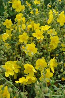 Helianthemum 'Golden Queen'