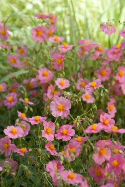 Helianthemum hybride 'Lawrenson's Pink' Helianthemum hybride 'Lawrenson's Pink'
