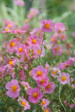 Helianthemum hybride 'Lawrenson's Pink'