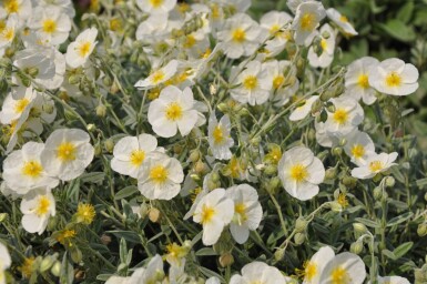 Helianthemum hybride 'The Bride'