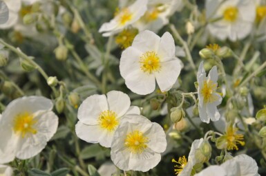 Helianthemum hybride 'The Bride'