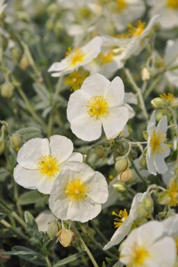 Helianthemum hybride 'The Bride'