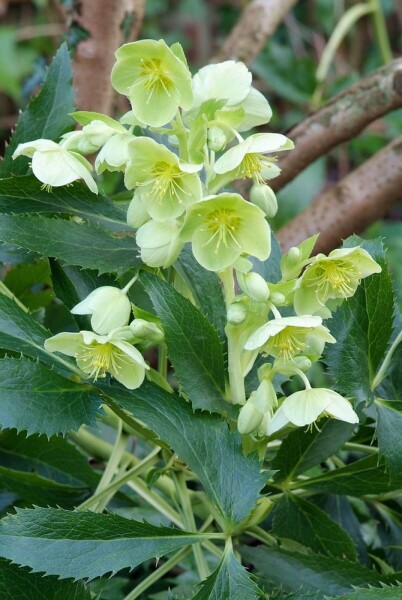 Korsische Nieswurz Helleborus argutifolius 5-10 Topf 9x9 cm (P9) Helleborus argutifolius