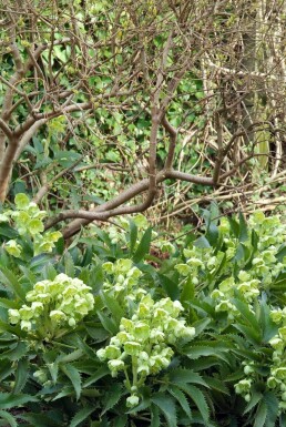 Helleborus argutifolius