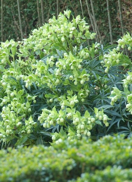 Helleborus foetidus Helleborus foetidus