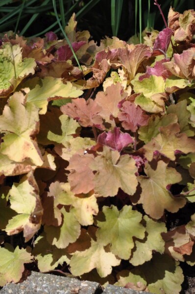 Heuchera 'Caramel' Heuchera 'Caramel'