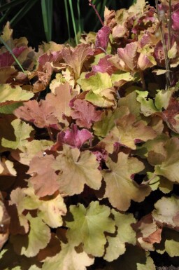 Heuchera 'Caramel'