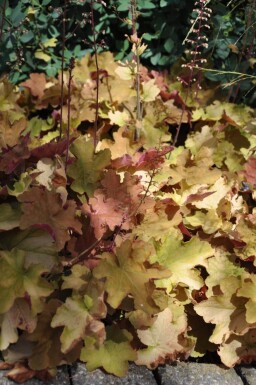 Heuchera 'Caramel'