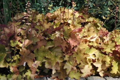 Heuchera 'Caramel'