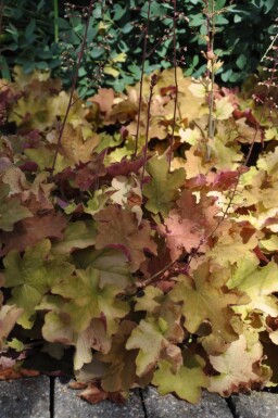 Heuchera 'Caramel'