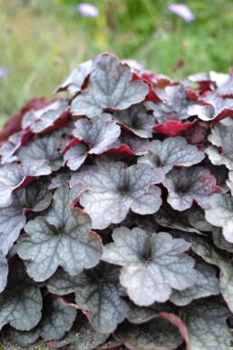 Heuchera 'Regina'