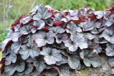 Heuchera 'Regina'