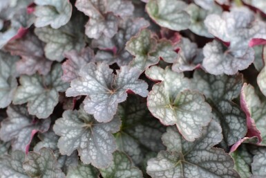 Heuchera 'Regina'