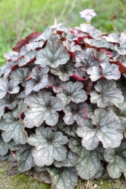 Heuchera 'Regina'