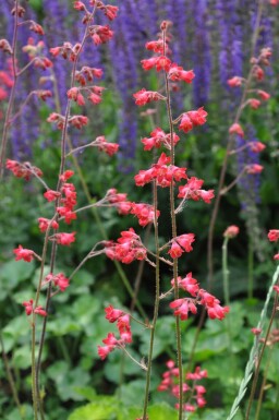 Heuchera sanguinea 'Leuchtkäfer'