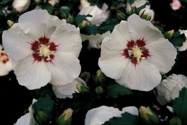 Hibiscus syriacus 'Red Heart' struik 100-125 cm