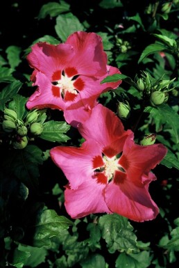 Hibiscus syriacus 'Woodbridge' struik 30-40 cm