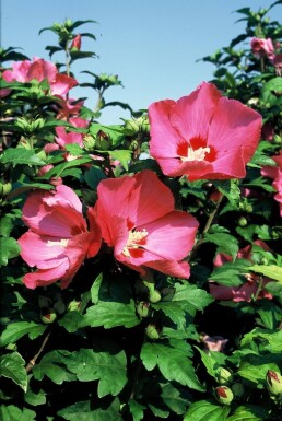 Hibiscus syriacus 'Woodbridge' struik 30-40 cm