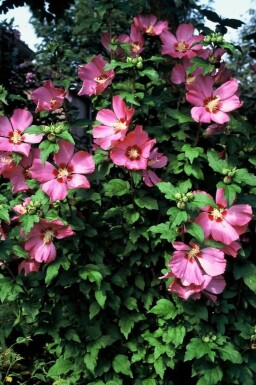 Hibiscus syriacus 'Woodbridge' struik 30-40 cm