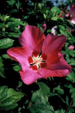 Hibiscus syriacus 'Woodbridge' struik 30-40 cm