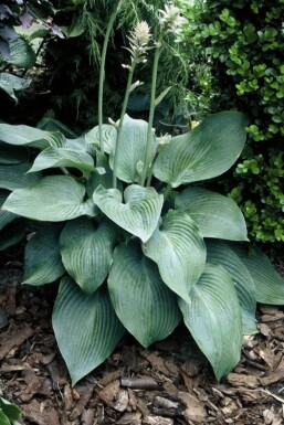 Hosta 'Blue Angel'