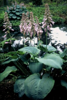 Hosta 'Blue Angel'