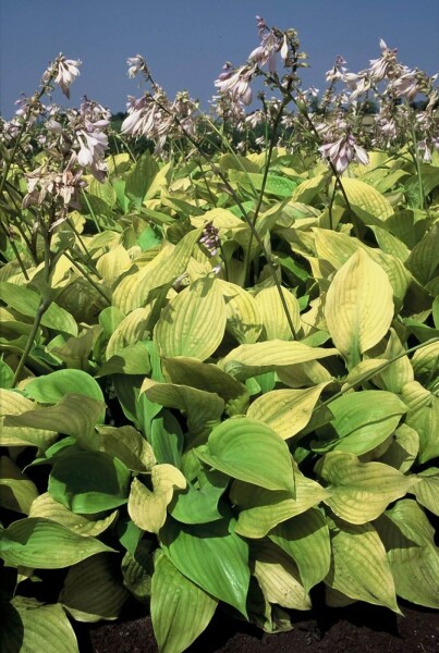Hosta 'Sum and Substance' Hosta 'Sum and Substance'