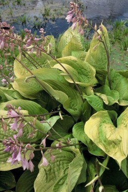 Hosta 'Sum and Substance'