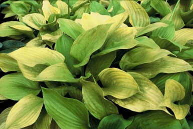 Hosta 'Sum and Substance'