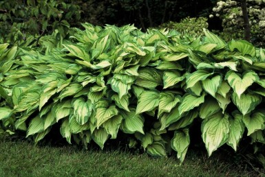 Hosta fortunei 'Albopicta'