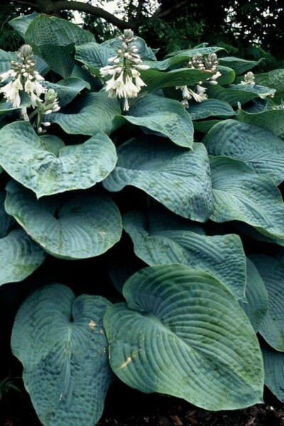 Hosta sieboldiana 'Elegans' Hosta sieboldiana 'Elegans'