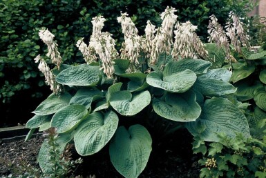 Hosta sieboldiana 'Elegans'