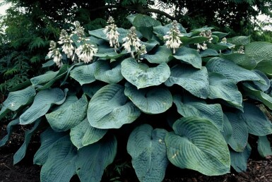 Hosta sieboldiana 'Elegans'