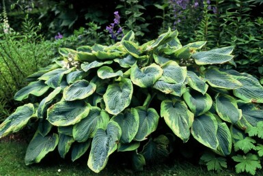 Hosta sieboldiana 'Frances Williams'