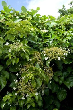 Hydrangea anomala petiolaris