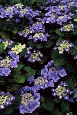 Hydrangea macrophylla 'Blaumeise'