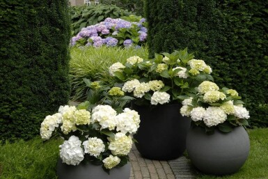 Hydrangea macrophylla 'Forever & Ever® White'